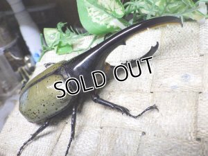 画像1: Dh.ヘラクレスオオカブト☆♂120ミリ新成虫単品　(14)　