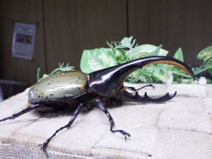画像2: Dh.ヘラクレスオオカブト☆♂120ミリ新成虫単品　(11)　