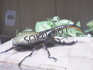 画像2: Dh.ヘラクレスオオカブト☆♂120ミリ新成虫単品　(11)　