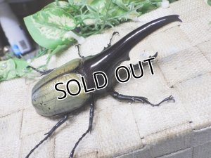 画像1: Dh.ヘラクレスオオカブト（パチセラス血統）☆♂108ミリ 新成虫単品　(18）