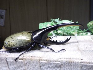 画像2: Dh.ヘラクレスオオカブト☆♂141ミリ新成虫単品