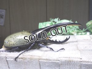画像2: Dh.ヘラクレスオオカブト☆♂141ミリ新成虫単品