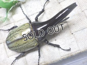 画像3: Dh.ヘラクレスオオカブト（パチセラス血統）☆♂107ミリ B品 新成虫単品　(17）