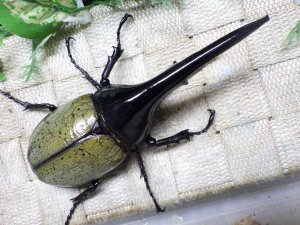 画像3: Dh.ヘラクレスオオカブト☆♂133ミリ新成虫単品