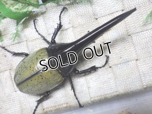 画像3: Dh.ヘラクレスオオカブト☆♂133ミリ新成虫単品