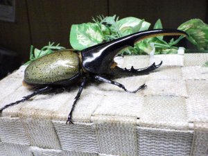 画像2: Dh.ヘラクレスオオカブト☆♂133ミリ新成虫単品