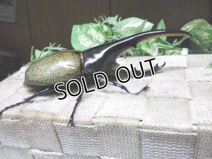 画像2: Dh.ヘラクレスオオカブト☆♂133ミリ新成虫単品