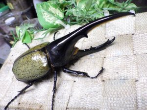 画像1: Dh.ヘラクレスオオカブト☆♂133ミリ新成虫単品