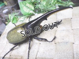 画像1: Dh.ヘラクレスオオカブト☆♂133ミリ新成虫単品