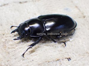 画像2: ウエストウッディ( Lower Subansiri)産☆♀38ミリ新成虫単品　(2)（2025年ブリード用）