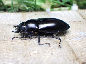 画像3: ウエストウッディ( Lower Subansiri)産☆♀37.5ミリ新成虫単品（2025年ブリード用）
