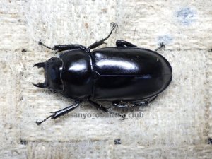 画像1: ウエストウッディ( Lower Subansiri)産☆♀38ミリ新成虫単品　(2)（2025年ブリード用）
