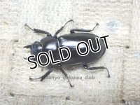 ウエストウッディ( Lower Subansiri)産☆♀37.5ミリ新成虫単品（2025年ブリード用）