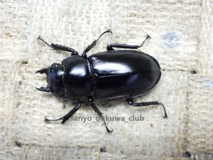 画像1: ウエストウッディ( Lower Subansiri)産☆♀37.5ミリ新成虫単品（2025年ブリード用）