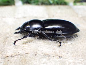 画像3: ウエストウッディ( Lower Subansiri)産☆♀38ミリ新成虫単品　(2)（2025年ブリード用）