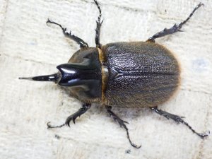 画像3: ヒルタスヘラヅノカブト☆♂55ミリ新成虫単品