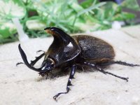 ヒルタスヘラヅノカブト☆♂55ミリ新成虫単品