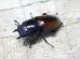 画像5: ウムハンギノコギリクワガタ☆♂64ミリ♀34ミリ新成虫別血統ペア