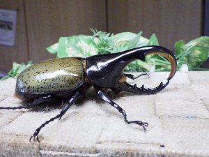 画像2: Dh.ヘラクレスオオカブト☆♂107ミリ C品 新成虫単品　