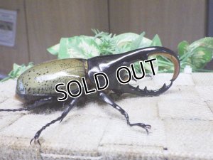 画像2: Dh.ヘラクレスオオカブト☆♂107ミリ C品 新成虫単品　