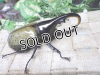 Dh.ヘラクレスオオカブト☆♂107ミリ C品 新成虫単品　