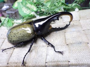 画像1: Dh.ヘラクレスオオカブト☆♂107ミリ C品 新成虫単品　