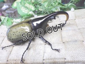 画像1: Dh.ヘラクレスオオカブト☆♂107ミリ C品 新成虫単品　