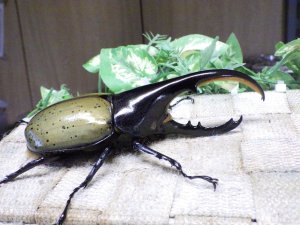 画像2: Dh.ヘラクレスオオカブト☆♂120ミリA- 新成虫単品　(17)　