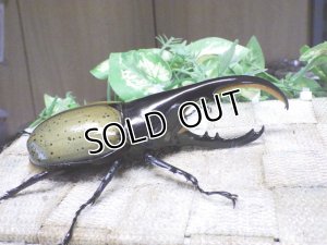 画像2: Dh.ヘラクレスオオカブト☆♂120ミリA- 新成虫単品　(17)　