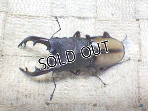 画像1: ウムハンギノコギリクワガタ☆♂64ミリ♀34ミリ新成虫別血統ペア
