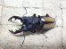 画像1: ウムハンギノコギリクワガタ☆♂64ミリ♀34ミリ新成虫別血統ペア (1)