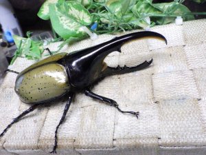 画像1: Dh.ヘラクレスオオカブト☆♂120ミリA- 新成虫単品　(17)　