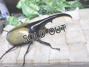 画像1: Dh.ヘラクレスオオカブト☆♂120ミリA- 新成虫単品　(17)　