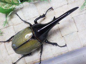 画像3: Dh.ヘラクレスオオカブト☆♂125ミリ新成虫単品