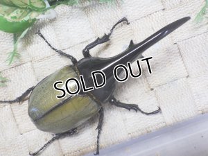 画像3: Dh.ヘラクレスオオカブト☆♂125ミリ新成虫単品