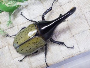 画像3: Dh.ヘラクレスオオカブト☆♂107ミリ C品 新成虫単品　