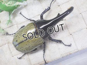 画像3: Dh.ヘラクレスオオカブト☆♂107ミリ C品 新成虫単品　