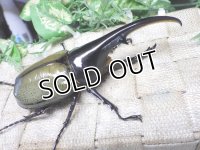 Dh.ヘラクレスオオカブト☆♂125ミリ新成虫単品