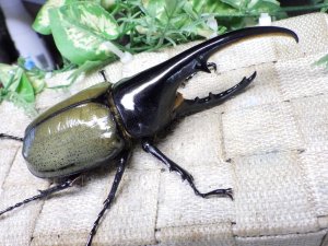 画像1: Dh.ヘラクレスオオカブト☆♂125ミリ新成虫単品