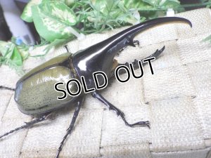 画像1: Dh.ヘラクレスオオカブト☆♂125ミリ新成虫単品