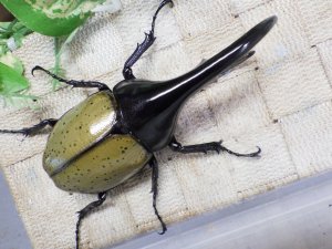 画像3: Dh.ヘラクレスオオカブト☆♂120ミリA- 新成虫単品　(17)　