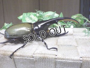 画像2: Dh.ヘラクレスオオカブト☆♂125ミリ新成虫単品