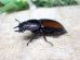 画像6: ウムハンギノコギリクワガタ☆♂64ミリ♀34ミリ新成虫別血統ペア