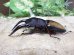画像3: ウムハンギノコギリクワガタ☆♂64ミリ♀34ミリ新成虫別血統ペア