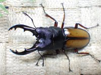 ウムハンギノコギリクワガタ☆♂58ミリ♀33ミリ新成虫ペア