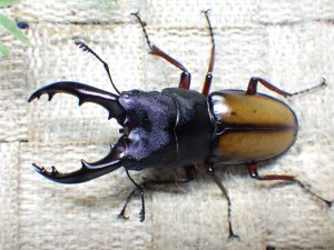 画像1: ウムハンギノコギリクワガタ☆♂58ミリ♀33ミリ新成虫ペア