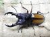 画像1: ウムハンギノコギリクワガタ☆♂58ミリ♀33ミリ新成虫ペア (1)