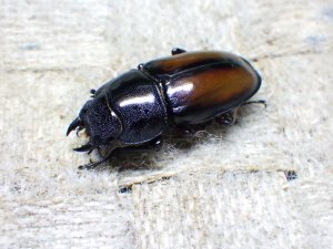 画像5: ウムハンギノコギリクワガタ☆♂58ミリ♀33ミリ新成虫ペア