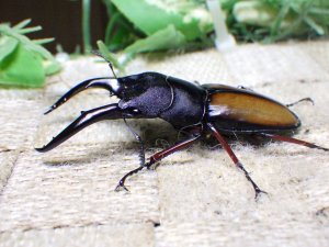 画像3: ウムハンギノコギリクワガタ☆♂58ミリ♀33ミリ新成虫ペア