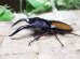 画像3: ウムハンギノコギリクワガタ☆♂58ミリ♀33ミリ新成虫ペア (3)